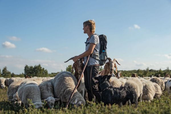 Schäferin mit Herde. Foto: Jasi Be Tierfotografie