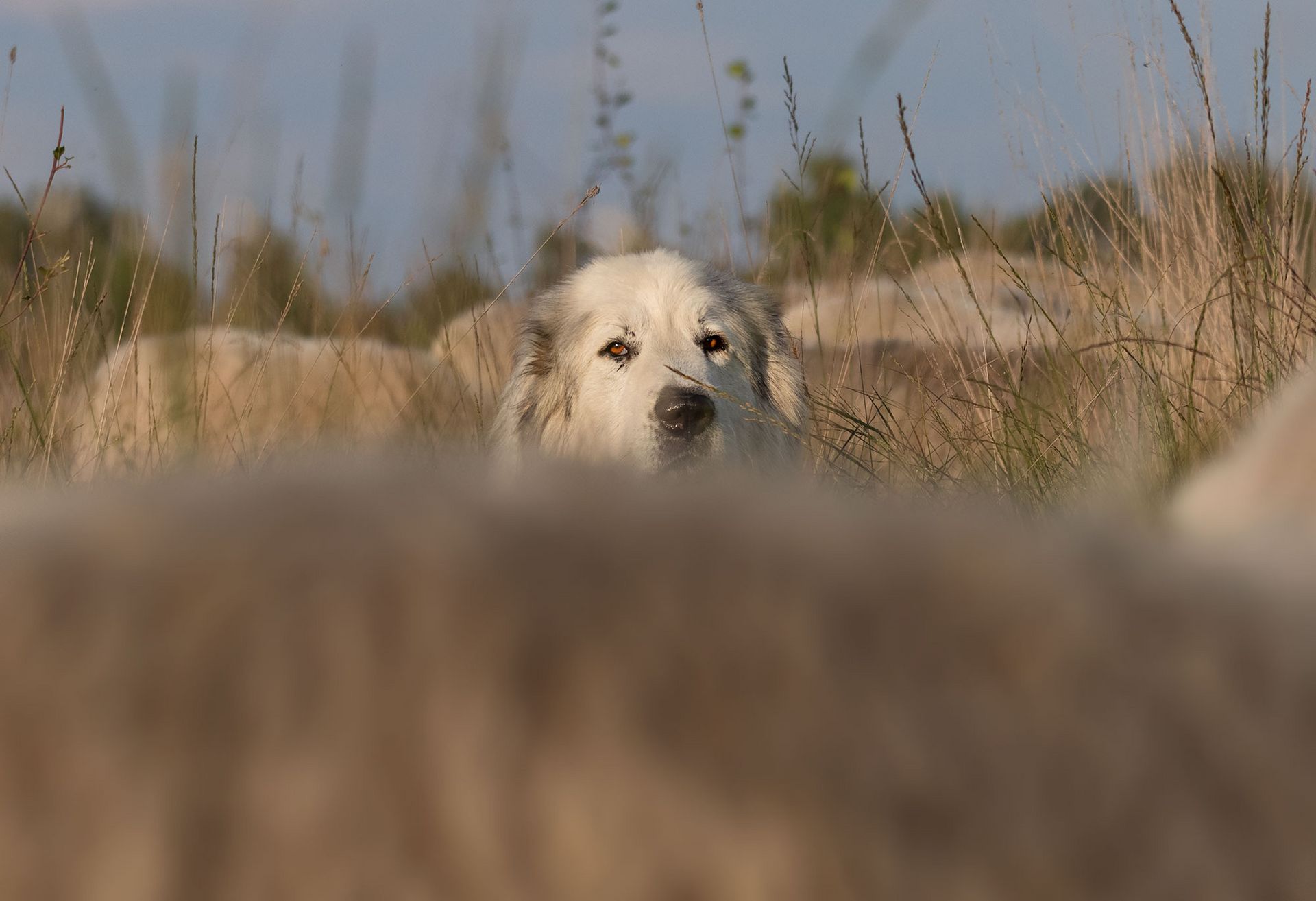 Hütehund. Foto: Jasi Be Tierfotografie